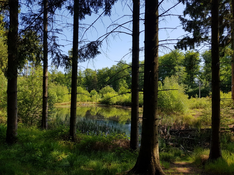 Sommer i Hareskov_low.jpg