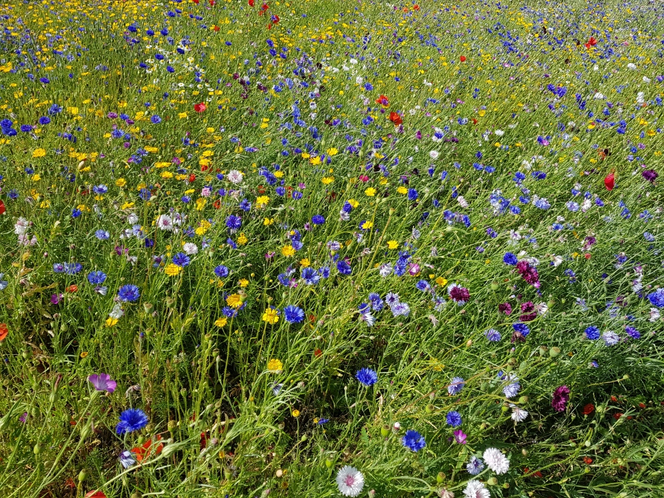 Sommerblomster_low.jpg